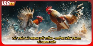 Các Trận Gà Thomo Nổi Tiếng - Những Màn Tranh Tài Kinh Điển