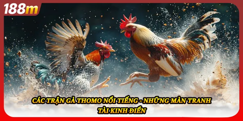 Các Trận Gà Thomo Nổi Tiếng - Những Màn Tranh Tài Kinh Điển