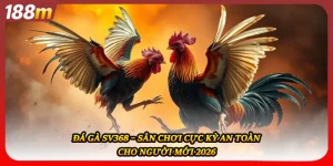 Đá Gà Sv368 – Sân Chơi Cực Kỳ An Toàn Cho Người Mới 2026