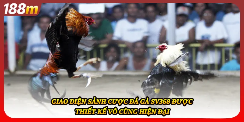 Giao diện sảnh cược đá gà sv368 được thiết kế vô cùng hiện đại