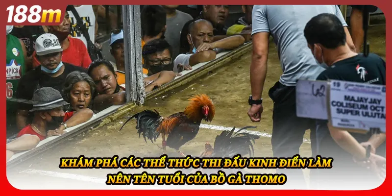 Khám phá các thể thức thi đấu kinh điển làm nên tên tuổi của bồ gà Thomo