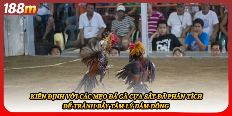Kiên định với các mẹo đá gà cựa sắt đã phân tích để tránh bẫy tâm lý đám đông