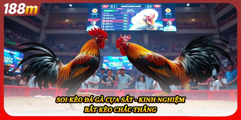Soi Kèo Đá Gà Cựa Sắt - Kinh Nghiệm Bắt Kèo Chắc Thắng