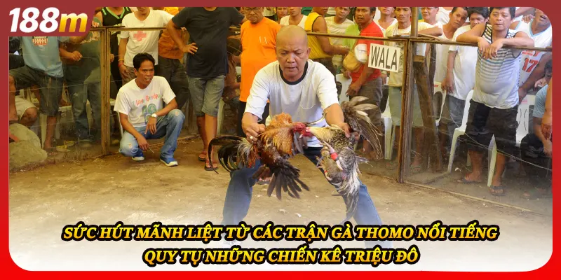 Sức hút mãnh liệt từ các trận gà thomo nổi tiếng quy tụ những chiến kê triệu đô