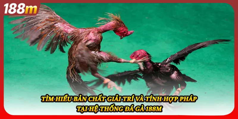 Tìm hiểu bản chất giải trí và tính hợp pháp tại hệ thống đá gà 188M